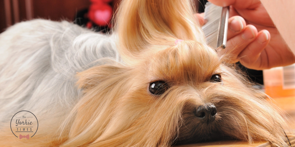 A Yorkshire Terrier being groomed