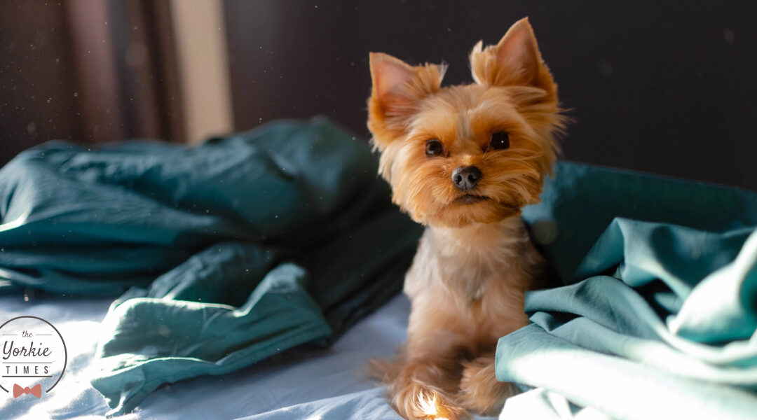 Indoor winter activities for your small dog