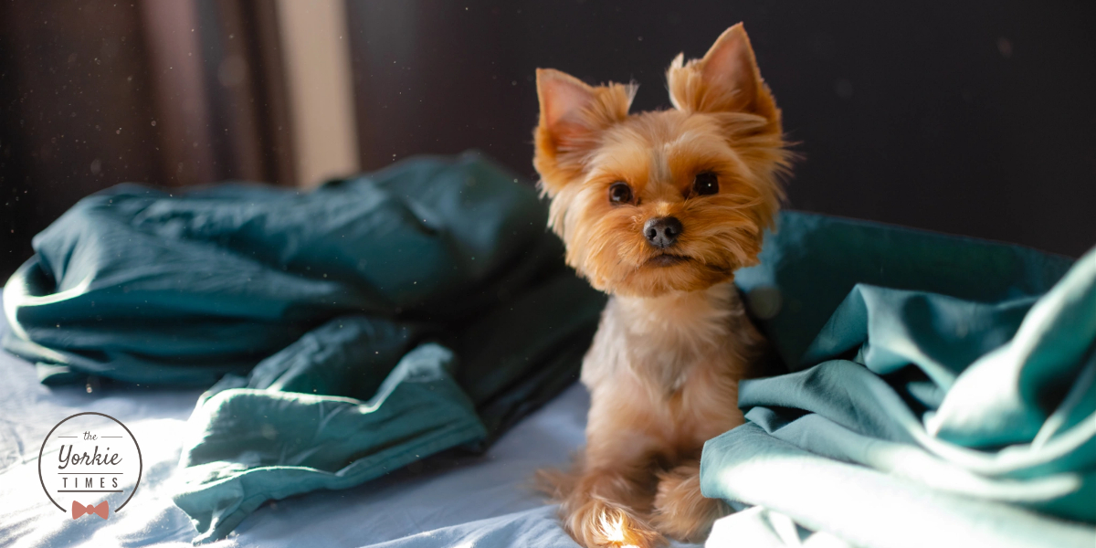 indoor winter activities for your small dog